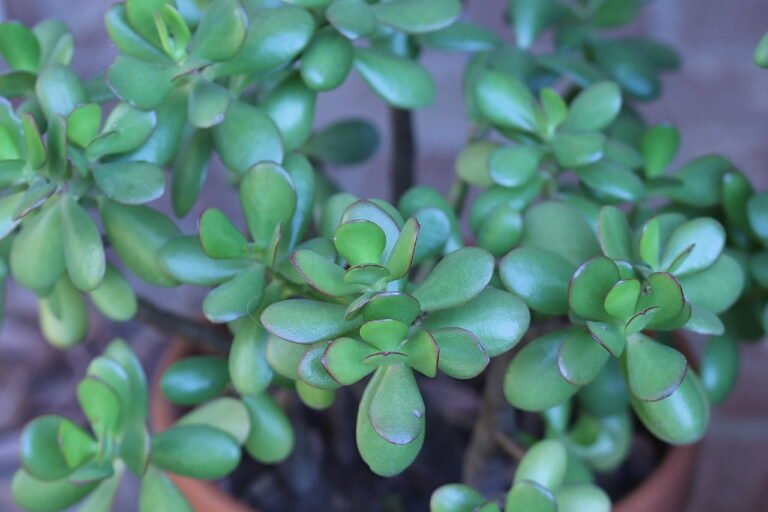 Cultivating Jade Plants: An Elegant Addition to Your Indoor Garden