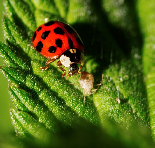 2014 05 28 17 47 32 coccinellidae 1