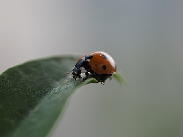 2019 07 22 coccinellidae 1