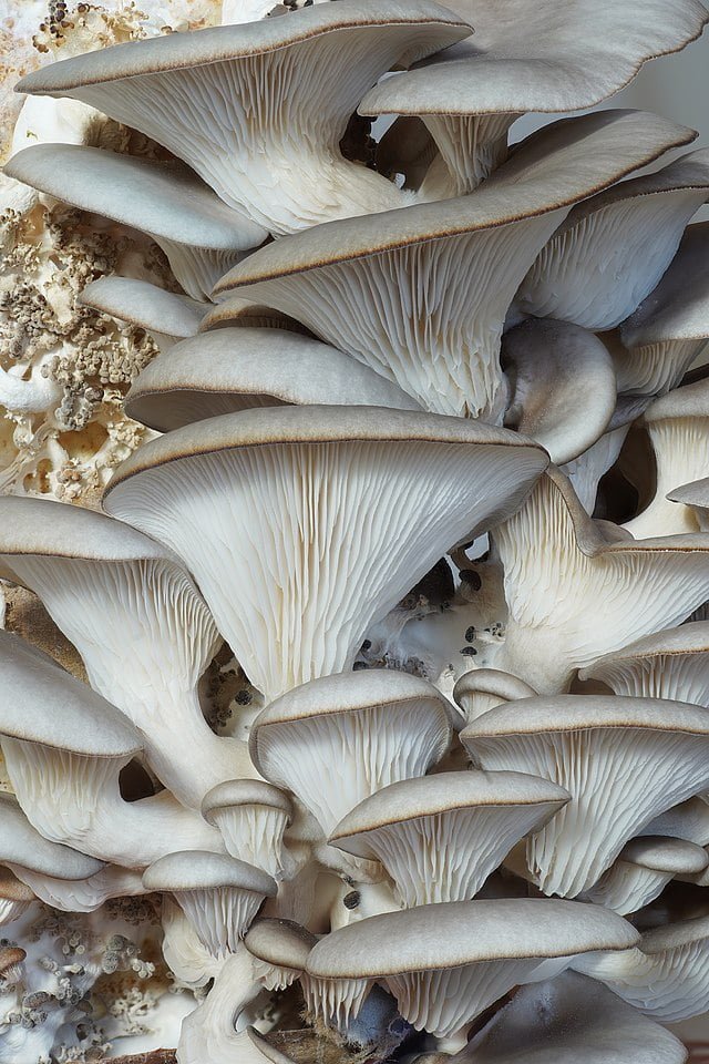 Growing Oyster Mushrooms at Home