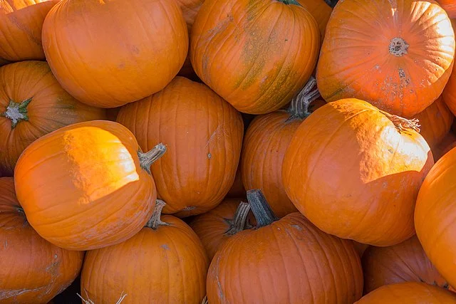 How to Grow Pumpkins: A Guide to Cultivating Delicious Harvests