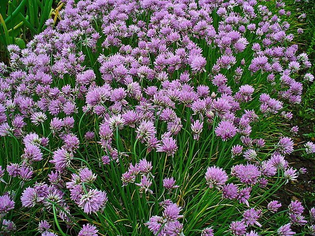 A Flavorful Garden Staple: Your Comprehensive Guide to Growing Chives