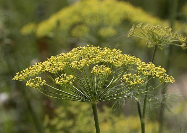 Aromatic Allure: A Guide to Growing Dill