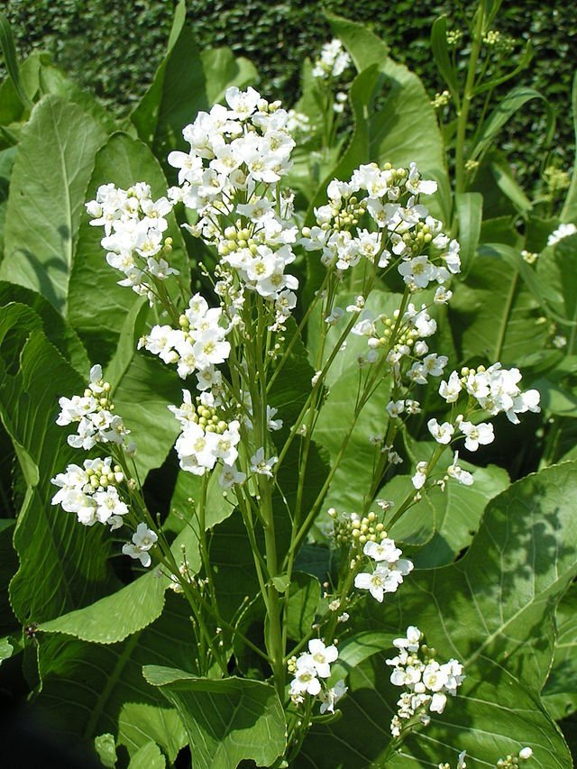 Growing Horseradish: A Guide to Cultivating Spicy and Flavourful Roots