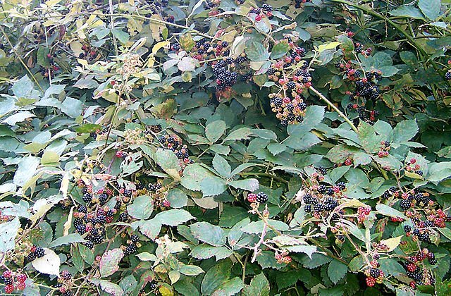 640px blackberry bush with fruit