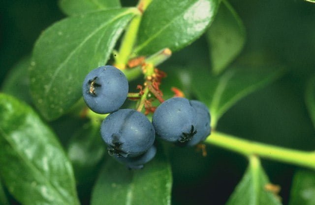 640px blueberries