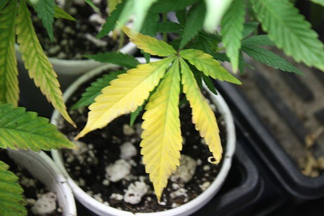 Understanding Why Your Plants Turning Yellow: A Comprehensive Guide