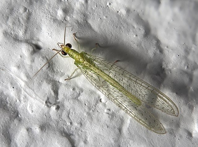 Green Lacewings: Your Garden’s Best Friend