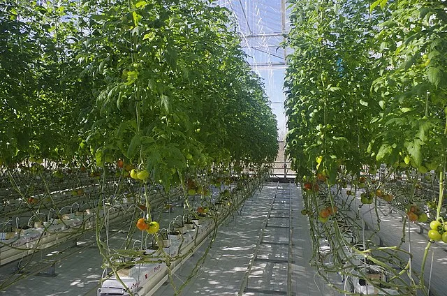 The Hidden Benefits of Wrapping Tomato Cages: Boost Your Tomato Harvest