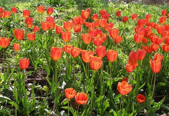 Tulips: Your Comprehensive Guide to Growing Fields of Beauty 2 640px d7a6d791d7a2d795d7a0d799d79d