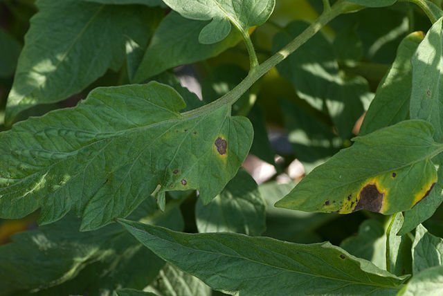 Winning the Battle Against Early Blight