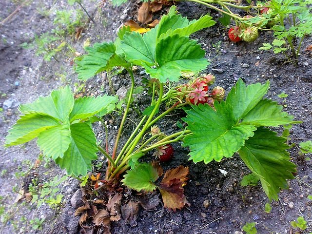 a strawberry plant with ripe strawberries attached