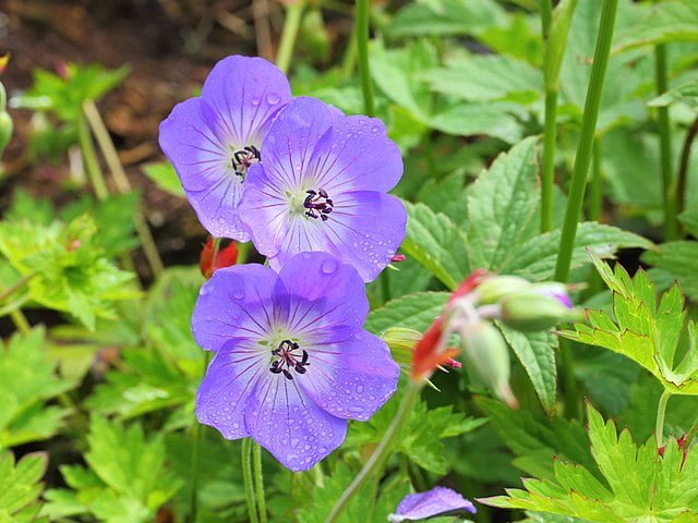 Guide to Growing Vibrant Geraniums: The Geranium Garden