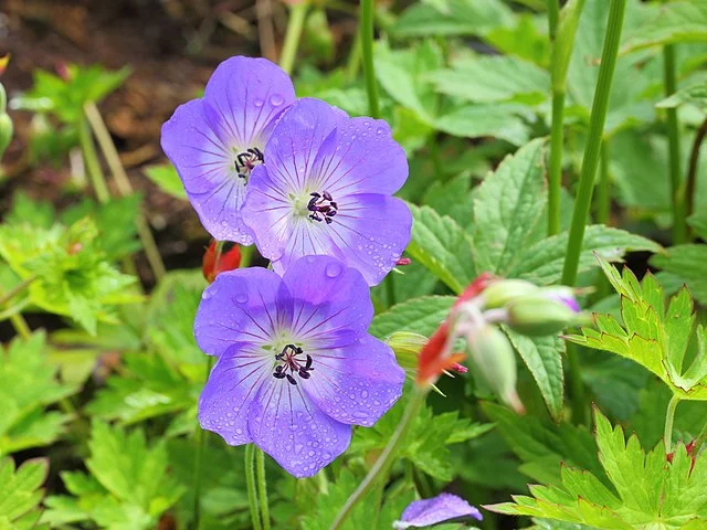 Guide to Growing Vibrant Geraniums: The Geranium Garden 1 Guide to Growing Vibrant Geraniums: The Geranium Garden