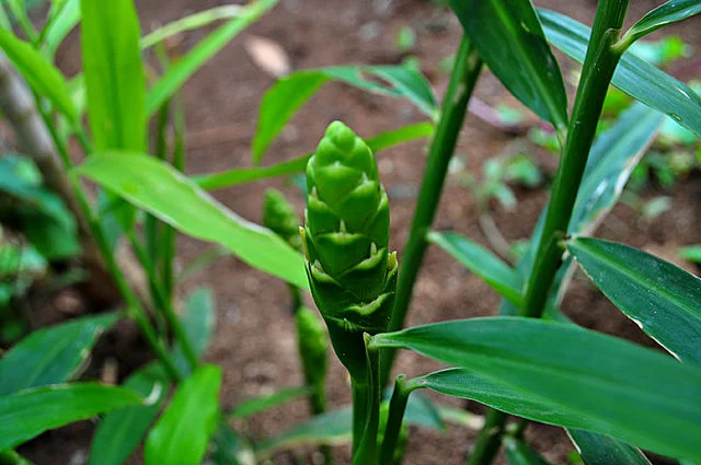 The Perfect Guide to Growing Ginger