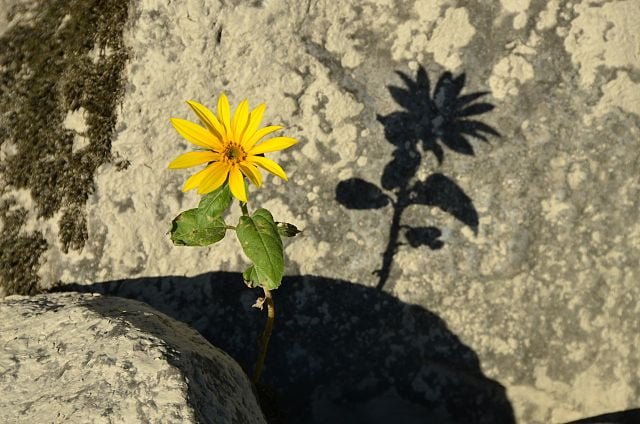 640px helianthus tuberosus 8076335267