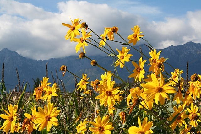 640px helianthus tuberosus enbla10