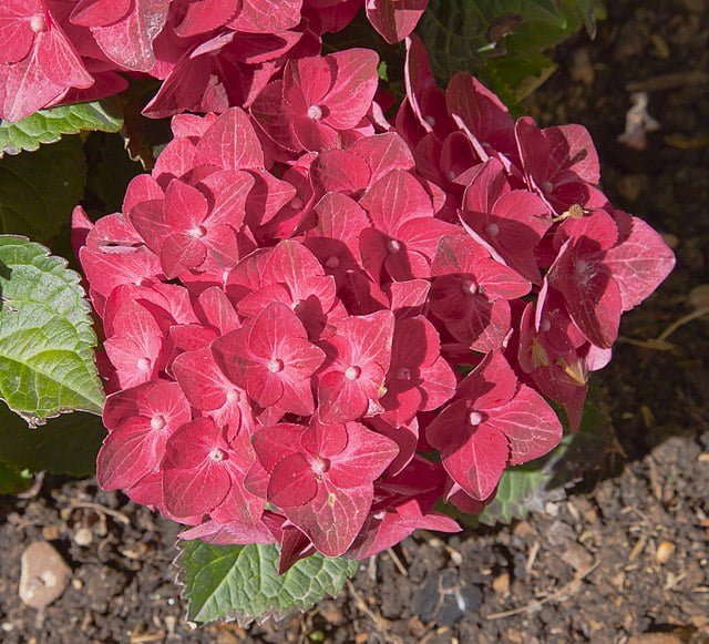 Embrace the Colorful Charm: A Complete Guide to Growing Hydrangeas 5 640px hortensia hydrangea macrophylla calatayud espana 2012 05 16 dd 05