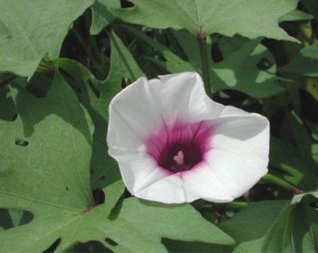 Unearth a Sweet Surprise: Your Complete Guide to Growing Sweet Potatoes