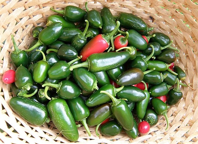 Growing Jalapeno Peppers in Your Garden