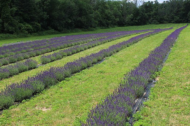 Growing Lavender: A Guide to Cultivating Fragrant Blooms 6 640px lavandula angustifolia 9