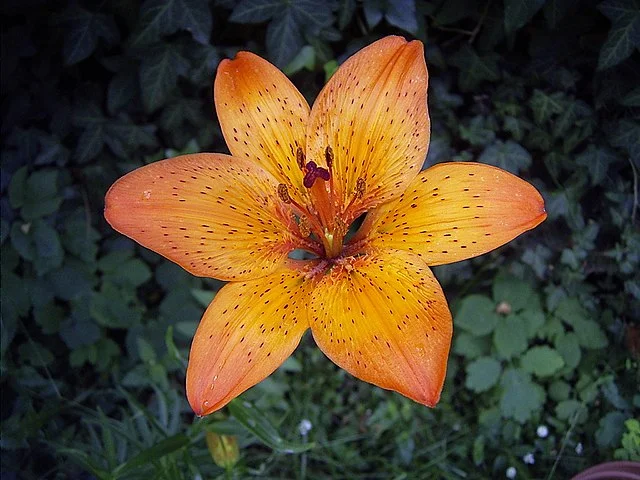 Elegance in Bloom: Your Comprehensive Guide to Growing Lilies