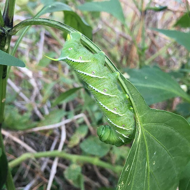 Spotting, Managing, and Understanding Tomato Hornworms