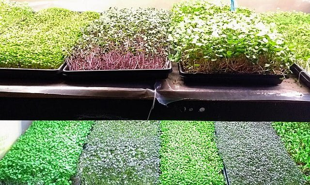 Sprouting Small Wonders: Your Guide to Growing Microgreens