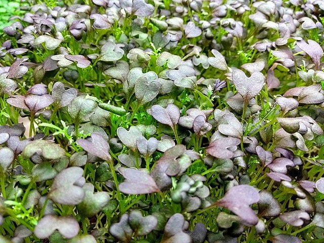 640px mizuna microgreen