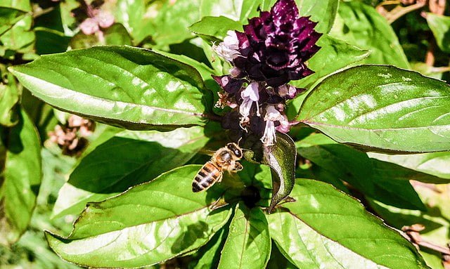 Growing Basil: A Guide to Cultivating a Fragrant Herb 5 640px ocimum basilicum lamiaceae 05