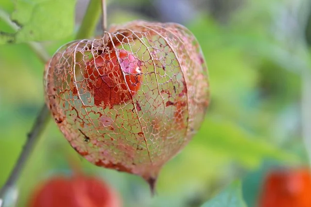 5 Unusual Plants You Never Knew You Could Grow in Your Backyard 12 5 Unusual Plants You Never Knew You Could Grow in Your Backyard