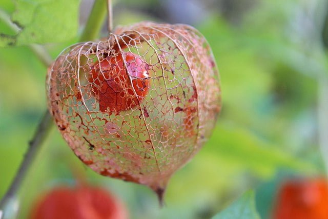 640px physalis alkekengi in autumn