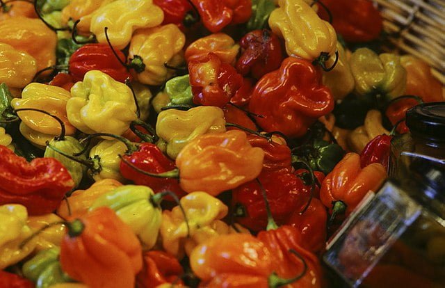 Ignite Your Garden: The Ultimate Guide to Growing Habaneros at Home