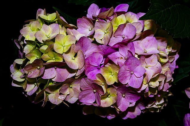 Embrace the Colorful Charm: A Complete Guide to Growing Hydrangeas 2 640px pink hydrangea common names hydrangea or hortensia