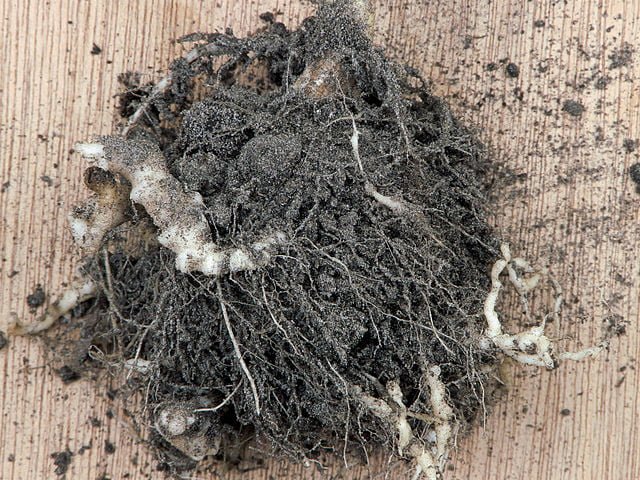 Clubroot: Identifying, Preventing, and Controlling this Common Plant Disease