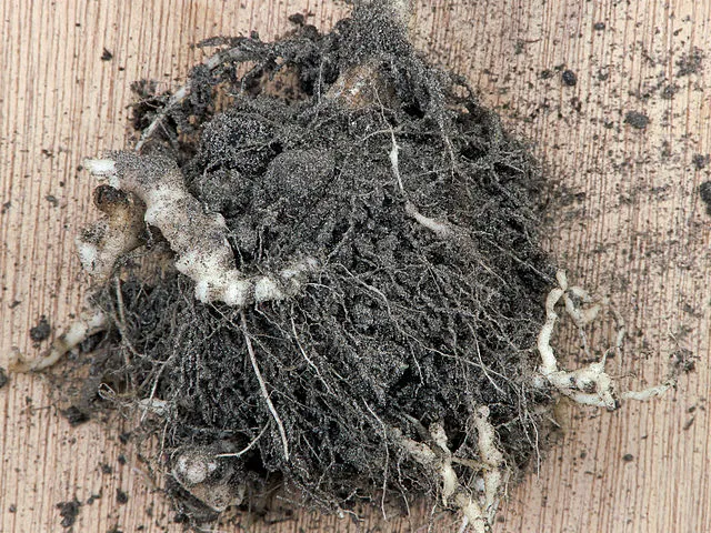 Clubroot: Identifying, Preventing, and Controlling this Common Plant Disease 1 Clubroot: Identifying, Preventing, and Controlling this Common Plant Disease
