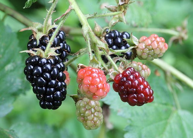 640px ripe ripening and green blackberries