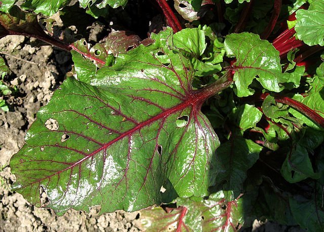 Beets: Unearthing Delights