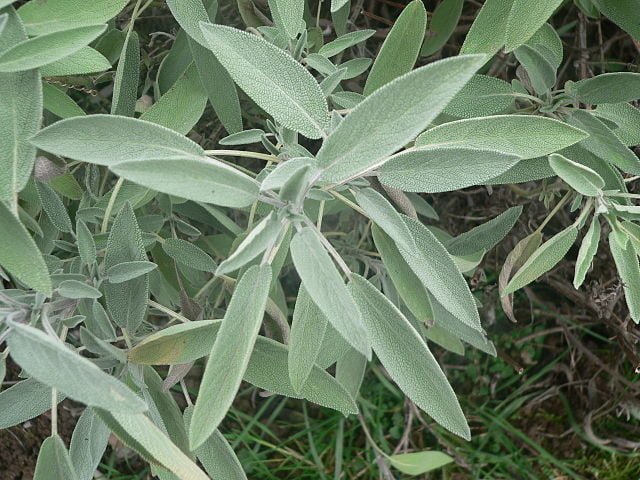 Growing Sage: A Guide to Cultivating a Flavorful Herb