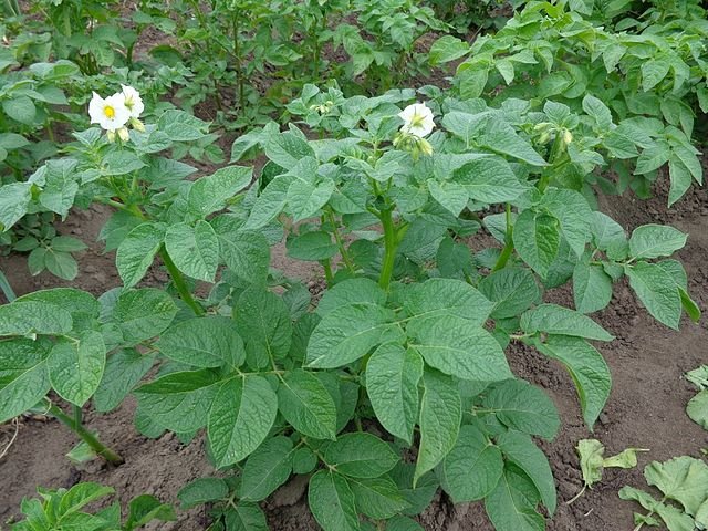 640px solanum tuberosum 03