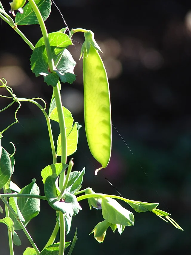 Growing Snow Peas: An Easy Guide to Growing Your Own 1 640px starr 081031 0370 pisum sativum var macrocarpum fruit makawao maui 24926629185