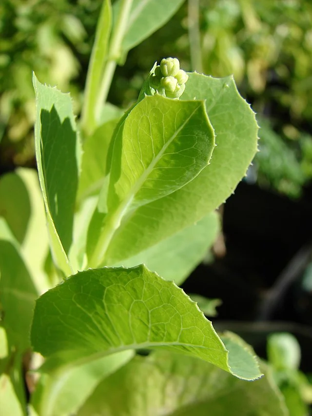 Bolting Lettuce: Causes and Prevention Strategies 1 Bolting Lettuce: Causes and Prevention Strategies