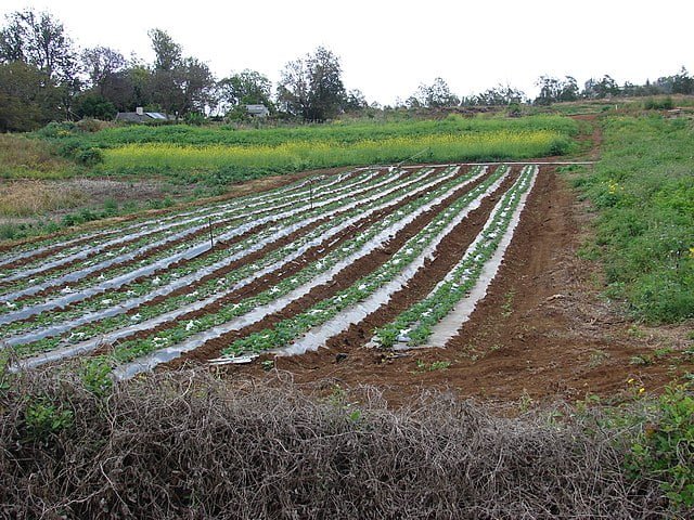 a field of strawberries