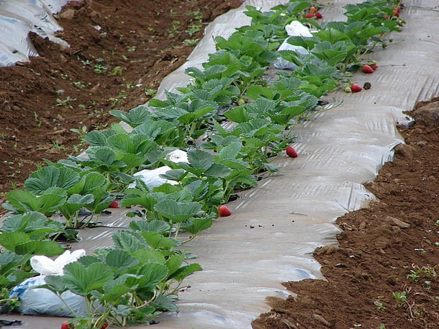 a row of strawberries