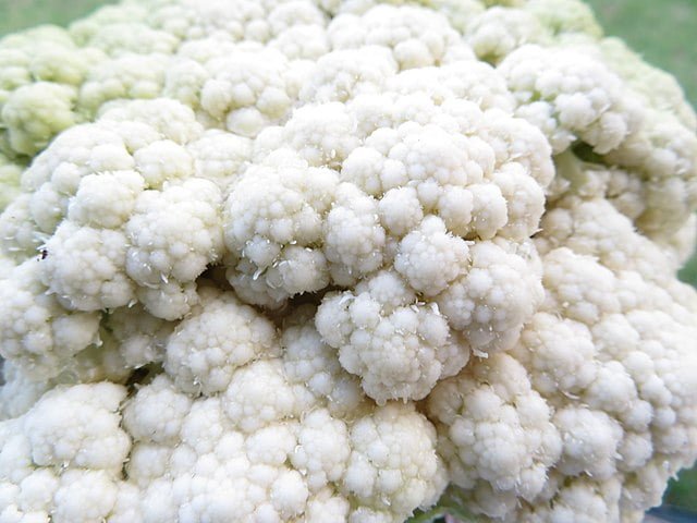 Cultivating Curds: An Essential Guide to Growing Cauliflower