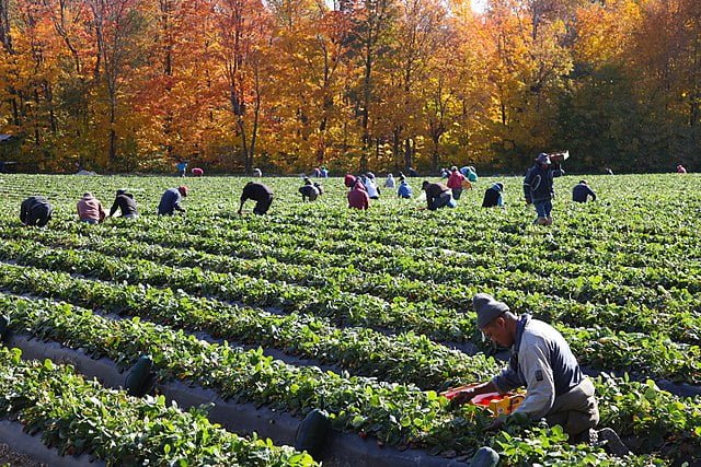 a field of strawberries being picked by people