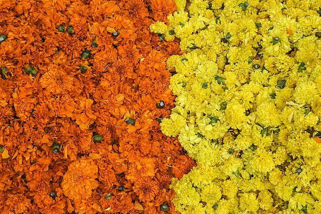 640px tagetes 2804523