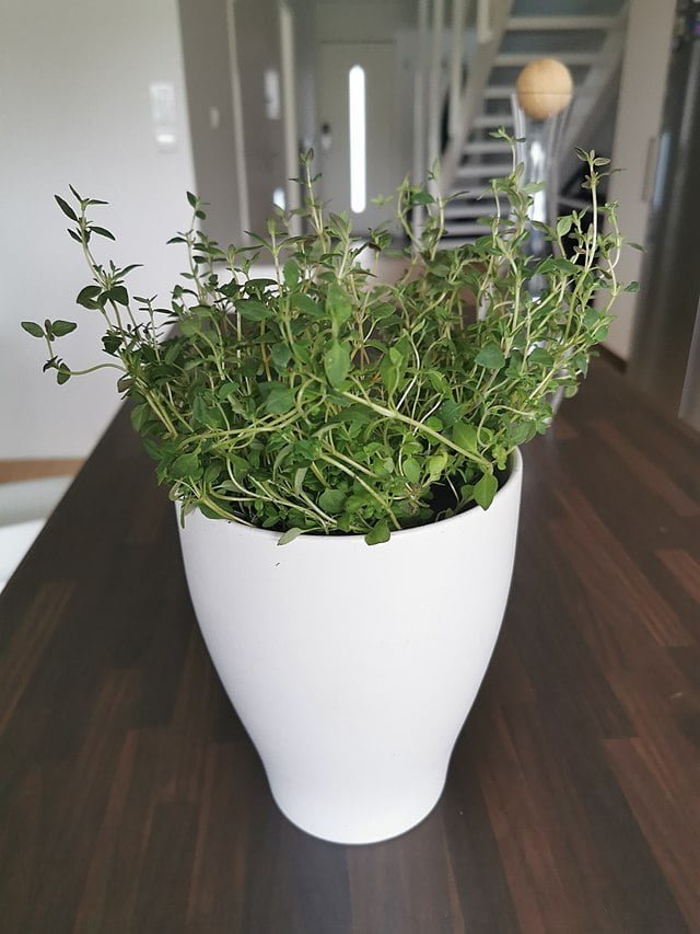 Growing Thyme: A Guide to Cultivating a Versatile Herb