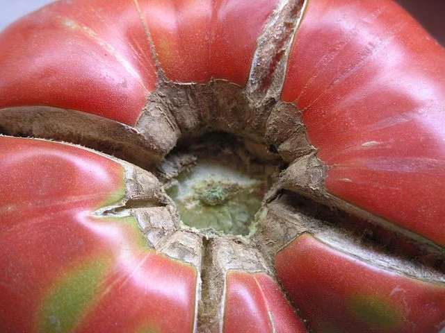 Splitting Tomatoes: Causes and Solutions 1 640px tomatefleischrosapinkbrandywineplatzer 1