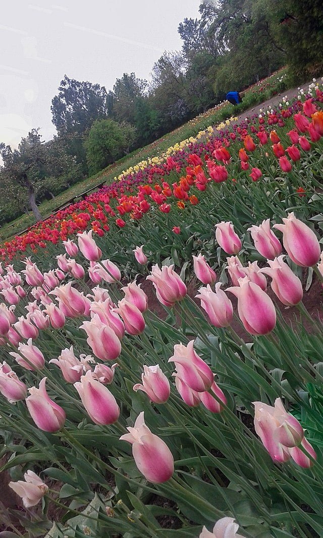 Tulips: Your Comprehensive Guide to Growing Fields of Beauty 5 640px tulips burbiskis